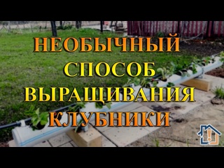 Необычный способ выращивания клубники