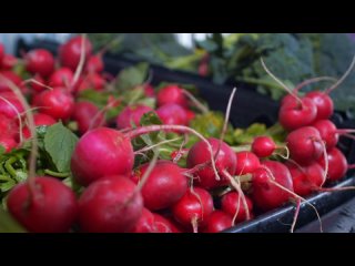 ВЫРАЩИВАНИЕ РЕДИСА ДОМА ЗИМОЙ! 3 основных условия для выращивания