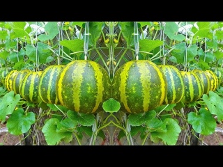 Удивительно, как вырастить дыню для начинающих. Cупер просто, высокая урожайность и сладкие плоды
