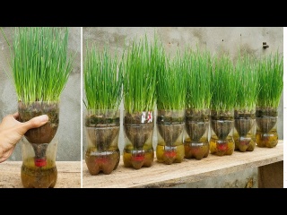 Выращивание зеленого лука в автополивных пластиковых бутылках. Легко и быстро собрать урожай