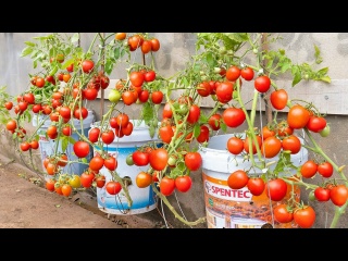 Выращивая помидоры на стене, я не ожидал, что их будет слишком много