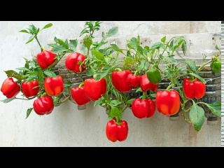 Выращивайте болгарский перец на стене в дешевых пластиковых бутылках с большим количеством плодов