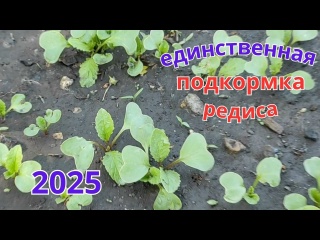 Одна подкормка и редис будет крупным, сочным и без вредителей.