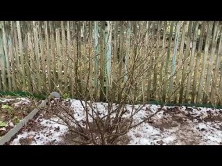 Всё об обрезке смородины - чёрной и красной