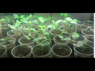 02.03.2026 Обзор рассады перцев сладких.