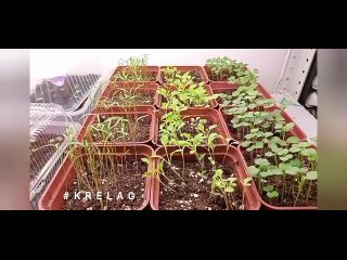 выращиваем рассаду салата, руколы и укропа для ранней посадки в теплице