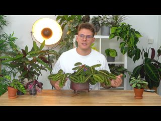 ПРАВИЛЬНЫЙ УХОД ЗА КАЛАТЕЯМИ - идеальное руководство для любителей _ Joey's Jungle Plants