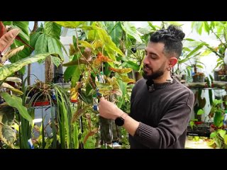 Топ-10 самых сложных в уходе комнатных растений