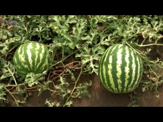 Лучшие подкормки арбузов для супер урожая! Борная кислота для увеличения завязи!