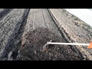 Когда и как сеять свеклу, и как ухаживать за ней, чтобы урожай порадовал