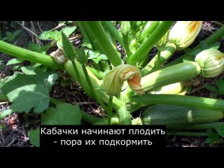 Подкормка кабачков без всякой химии. Рецепт подкормки для увеличения урожая