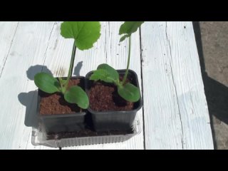 Выращивание ранних кабачков. Посадка Подкормки Урожайные кабачки