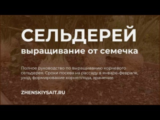 Выращивание корневого сельдерея от семечки до урожая
