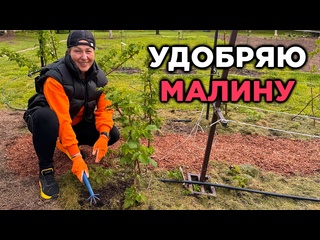 Малина мечтает об этой подкормке!