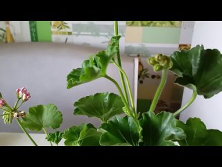 Уход за черенками Пеларгонии