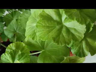 Из маленького черенка Пеларгонии, пышный кустик