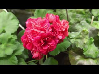 Зимовка и цветение ?