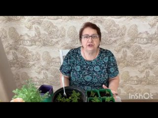 Первая пересадка рассады томатиков.