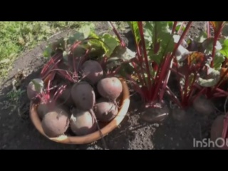 лучшие сорта и гибриды свеклы которые я высаживала на своих грядках.