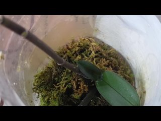 Размножение фаленопсисов цветоносами: Мой гарантированный способ