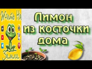 Как вырастить лимон из косточки? ???16.08.2022