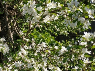 Зима. Хурма посадка из косточки - показываю поэтапно