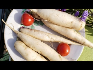 Дайкон - японская редька - свежесть на закуску