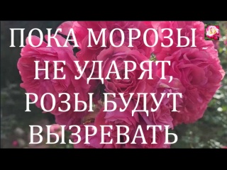 РОЗЫ К УКРЫТИЮ ГОТОВЫ?
