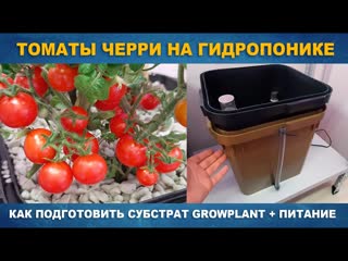 ТОМАТЫ ЧЕРРИ НА ГИДРОПОНИКЕ В СУБСТРАТЕ GROWPLANT - Система CubePot по принципу затопления Ebb&Flow