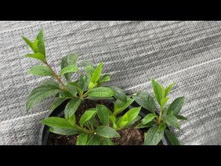 Сделайте так с ГОРТЕНЗИЕЙ после ПОКУПКИ! И увидите пышное ЦВЕТЕНИЕ