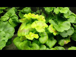 Пятна и пожелтения листьев. Причина.