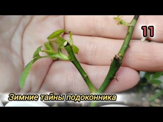 Роза с тремя кустиками оживает, монстера борется за жизнь.
