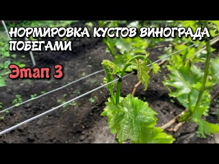 НОРМИРОВКА кустов ВИНОГРАДА ПОБЕГАМИ. Этап 3.