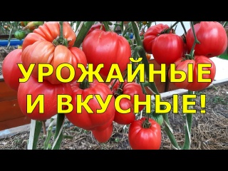 Томаты, которые порадовали урожайностью и вкусом. Мой опыт и семена на 2026 год