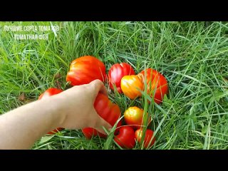 ТОМАТ СКИФЕЯ Томат ребристый сорт скифея Ребристые сорта томатов Коллекционные сорта томатов