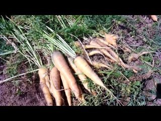 Какая морковь хранится до июня. Вредители моркови вживую!