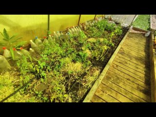 Чтобы томатов было много, мульчирую. Чтобы томатов было много, мульчирую.