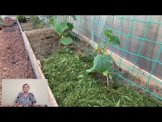 Хотите большой урожай? Мульчируйте. Мульча очень полезна для земли и растений.