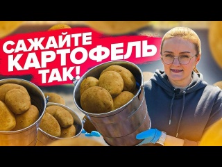 Простые правила посадки картофеля