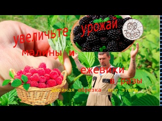 Только представьте, в 3 РАЗА БОЛЬШЕ малины на той же площади! Только представьте, в 3 РАЗА БОЛЬШЕ малины на той же площади!