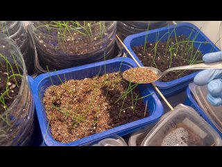 Мульчирую рассаду лука чернушки.