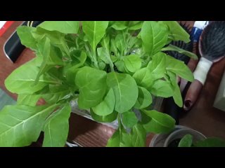 Семена попавшие под заморозок успели вызреть