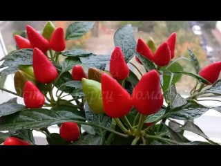 Острый перец &laquo;Северное сияние&raquo; для выращивания на подоконнике.