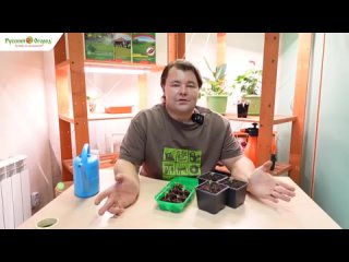 Зимний огород. Сеем огурцы.