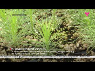 Выращивают сосны