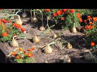 Выращивание лука от посева до урожая!