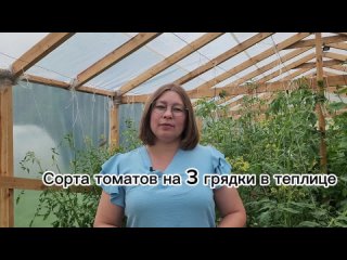 ? ОБЗОР ТОМАТОВ НА 3 ГРЯДКЕ В ТЕПЛИЦЕ | Черри, гибриды и редкие сорта