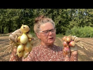 САМЫЙ УРОЖАЙНЫЙ ЛУК ? ЛУК-ШАЛОТ