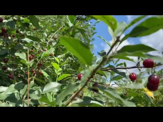 Лучший сорт вишни для Сибири