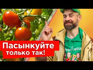 КУСТЫ ТОМАТОВ БУДУТ ЛОМИТЬСЯ ОТ ПЛОДОВ! Обязательно удалите эти побеги, как только увидите!